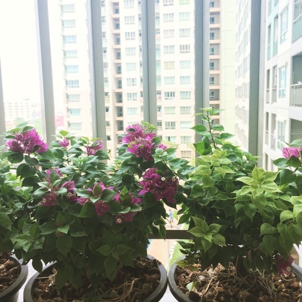 decorate_condo_25