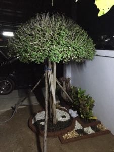 รีโนเวทสวนสวยด้วยตัวเอง