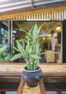 รีโนเวทหลังบ้านใหม่สไตล์ทรอปิคอล