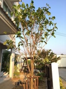 รีโนเวทสวนสวยด้วยตัวเอง