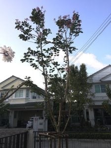 รีโนเวทสวนสวยด้วยตัวเอง