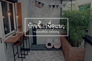 บ้านนี้เพื่อแมว 1-min