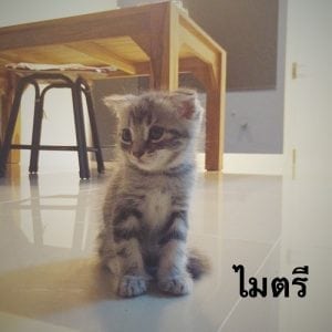 บ้านนี้เพื่อแมว8-min