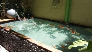 ทำบ่อปลาคราฟสวยๆด้วยงบ 1,000 9-min