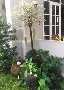 ร้อนนี้ต้องจัด!!จัดสวนให้สวยสดชื่นรับหน้าร้อน18-min