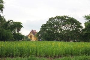 เปลี่ยนสวนหลังบ้านให้เป็นร้านกาแฟในฝัน11-min
