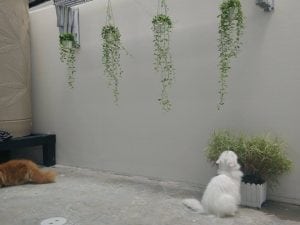 ไอเดียการสร้างสวนริมรั้วบ้านทาวน์เฮ้าส์10-min